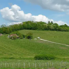 Zielone wzgórza porośnięte winnicami, dom z czerwonym dachem i mały domek gospodarczy. Krajobraz Cotes de Bergerac w słoneczny dzień.