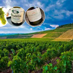 Winnica w Burgundii, gdzie dojrzewają winogrona na wino chablis. Dwie butelki tego szlachetnego trunku, jedno z etykietą Chablis la Chantemerle, drugie Chablis 1er Cru Montée de Tonnerre.