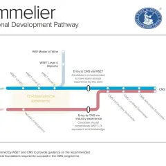 Ścieżka rozwoju sommeliera: od WSET do CMS Master. Dowiedz się, jak zostać sommelierem, wybierając ścieżkę akademicką lub branżową.