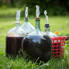 Kilka balonów z ciemnym płynem, gotowych na domowe wino z jagód. Fermentacja w toku, widać rurki fermentacyjne.
