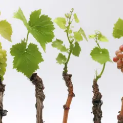 Pięć winorośli z kiśćmi zielonych i różowych winogron, w tym odmiana aglianico, na białym tle.