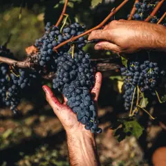 Ręczne zbieranie winogron Sangiovese w San Patrignano. Dłoń trzyma kiść, nożyczki odcinają kolejną.