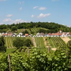 Rząd białych domków z czerwonymi dachami na wzgórzu, otoczony winnicami w regionie Weinviertel.