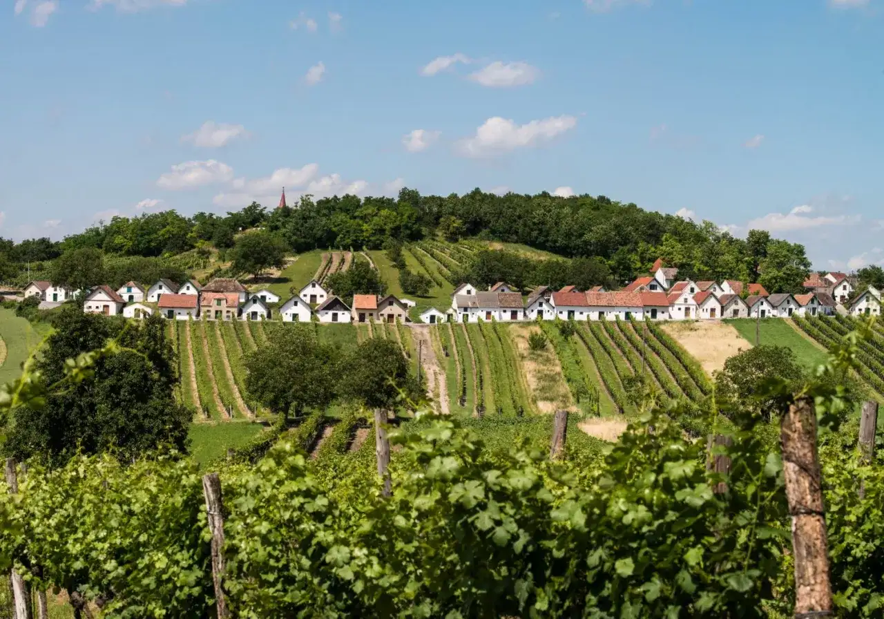 Weinviertel - region Grüner Veltliner, DAC i Kellergassen