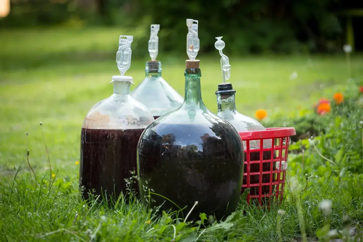 Cztery balony z ciemnym płynem i rurkami fermentacyjnymi. Zastanawiasz się, dlaczego wino nie pracuje?