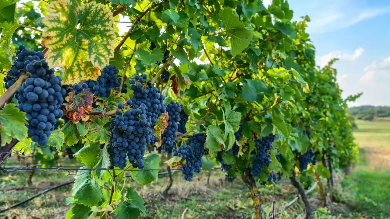Dojrzałe grona winogron odmiany pinot noir wiszą na krzewach w winnicy.