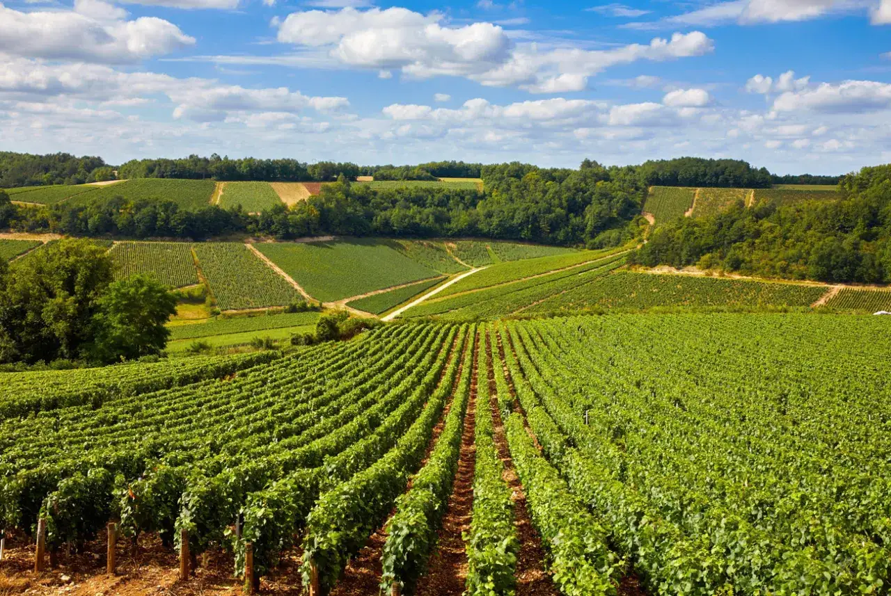 Rozległe winnice w Burgundii, gdzie dojrzewają winogrona na wyborne chablis wino.