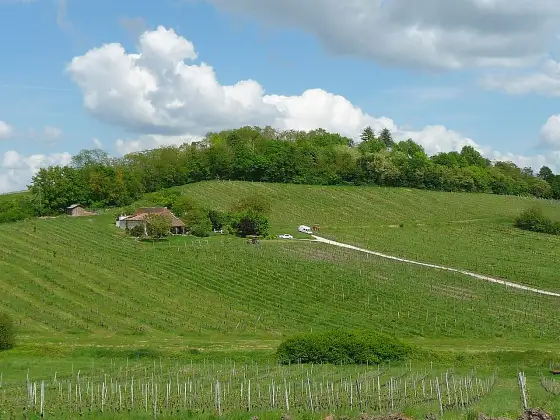 Côtes de Bergerac - Jak wybrać wino idealne? Przewodnik